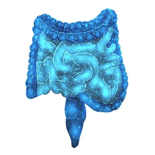 MEDIREX